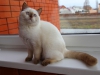 aurora-of-shansel-16