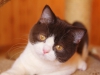 choco-puff-of-kotoffski-1_1