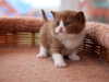 cinnamon-pleasare-of-kotoffski-5