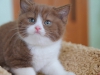 cinnamon-pleasure-of-kotoffski-7