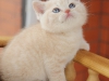 danila-3