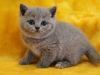 darling-modesta-of-kotoffski-7
