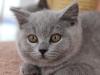 diva-diana-of-kotoffski-4_0
