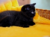 eastwood-black-of-kotoffski-1