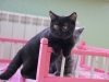 eastwood-black-of-kotoffski-13_0