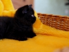 eastwood-black-of-kotoffski-2