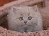 egor-sweety-of-kotoffski-2