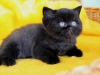 emperor-of-night-of-kotoffski-12