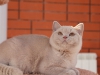 flufmister-of-kotoffski-10