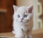 heavenly-jun-of-kotoffski-8