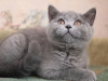hillary-of-kotoffski-2