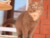 kisel-3