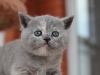 kitty-rina-13