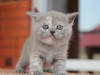 kitty-rina-7