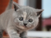 kitty-rina-8