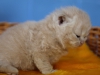 leo-nardo-of-kotoffski-1