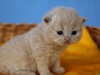 leo-nardo-of-kotoffski-2