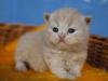 leo-nardo-of-kotoffski-4