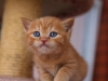 leo-pard-12