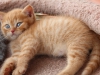 leo-pard-18