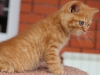 leo-pard-9