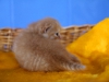 leo-pard-of-kotoffski-2