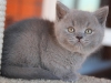 nash-misha-of-kotoffski-1