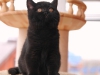 night-bandit-of-kotoffski-1