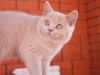 nina-bonopartovna-of-kotoffski-3