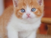orange-4