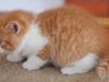 orange-5
