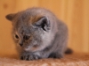 ornella-of-kotoffski-3
