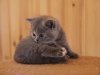 ornella-of-kotoffski-9