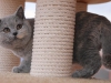 pussita-of-kotoffski-2