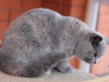 pussita-of-kotoffski-6