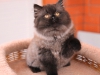 sam-i-am-of-kotoffski-8