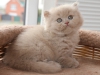 tappy-furry-of-kotoffski-1
