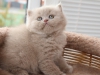 tappy-furry-of-kotoffski-2