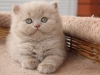 tappy-furry-of-kotoffski-5