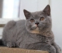 tasmina-of-kotoffski-3