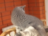 blue-boy-4
