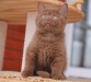 wilma-4