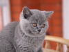 blue-boy-w-of-kotoffski-1