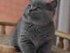 blue-boy-w-of-kotoffski-4