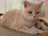 xanty-pretty-of-kotoffski-6_0