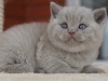 zeus-of-kotoffski-lilac-boy-3